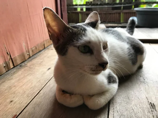 Gato Bonito Branco Bonito Bonito Para Folheto Cartaz Publicidade Etc — Fotografia de Stock