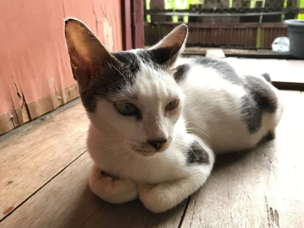 Bellissimo Gatto Carino Bianco Volantino Poster Pubblicità Così — Foto Stock