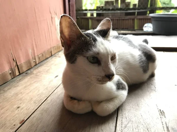 Schöne Weiße Süße Katze Für Flyer Plakate Werbung Und Weiter — Stockfoto