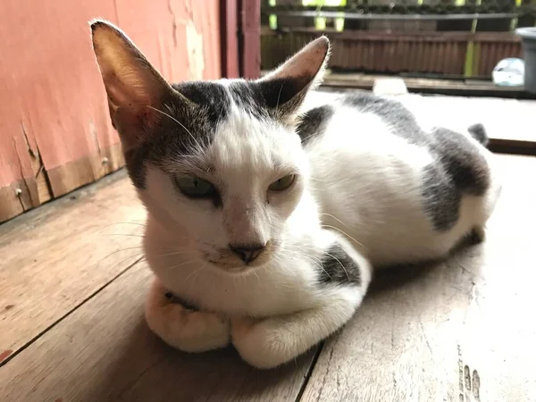 Vacker Vit Söt Katt För Flyer Affisch Reklam Och Etc — Stockfoto