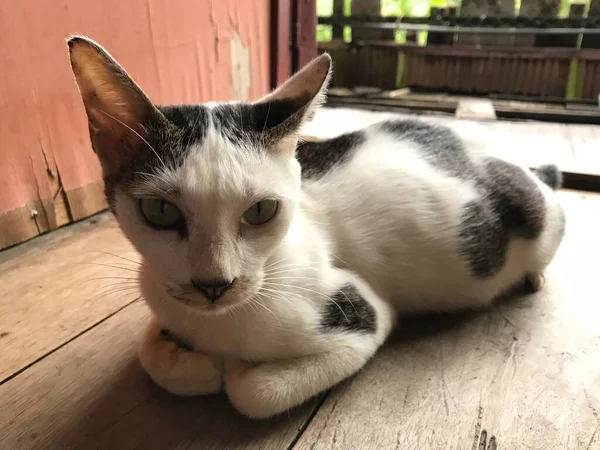 Gato Bonito Branco Bonito Bonito Para Folheto Cartaz Publicidade Etc — Fotografia de Stock