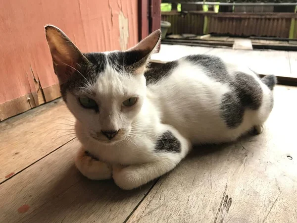 Hermoso Gato Lindo Blanco Para Volante Cartel Publicidad Etc — Foto de Stock