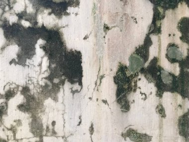 arkaplan dokusu eski beton levhanın yosun veya alglerle kaplı yüzeyi