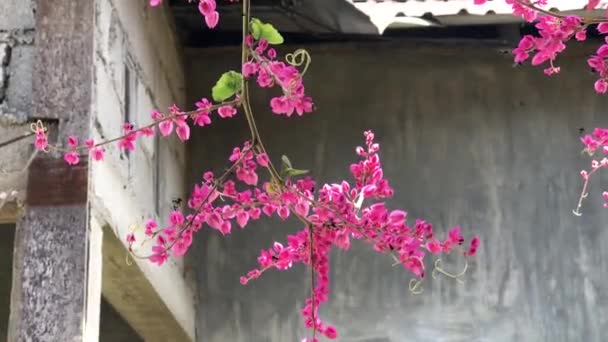 Bakgrund Våren Blomma Träd Med Rosa Vacker Blomma Defocus Eller — Stockvideo