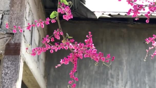 Sfondo Albero Fiori Primaverili Con Rosa Bel Fiore Sfocare Sfocare — Video Stock