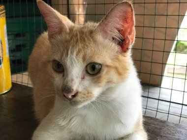 Güzel beyaz ve sarı renkli şirin kedi ilanlar, afişler, reklamlar ve benzeri şeyler için seçici bir odak noktası .