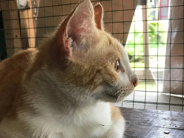 Güzel Beyaz Sarı Renkli Şirin Kedi Ilanlar Afişler Reklamlar Benzeri — Stok fotoğraf