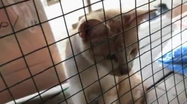 Güzel beyaz ve sarı renkli şirin kedi ilanlar, afişler, reklamlar ve benzeri şeyler için seçici bir odak noktası .