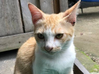 Güzel beyaz ve sarı renkli şirin kedi ilanlar, afişler, reklamlar ve benzeri şeyler için seçici bir odak noktası .