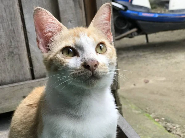 Güzel Beyaz Sarı Renkli Şirin Kedi Ilanlar Afişler Reklamlar Benzeri — Stok fotoğraf