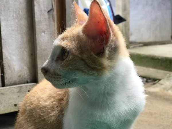 Cor Branca Amarela Bonita Foco Seletivo Gato Bonito Para Folheto — Fotografia de Stock