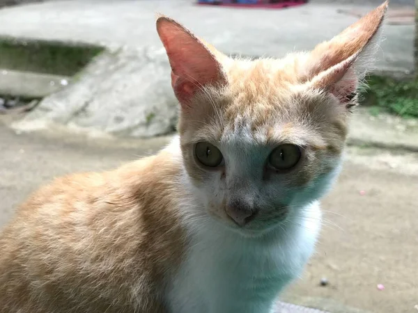 Hermoso Blanco Amarillo Color Lindo Gato Enfoque Selectivo Para Volante — Foto de Stock