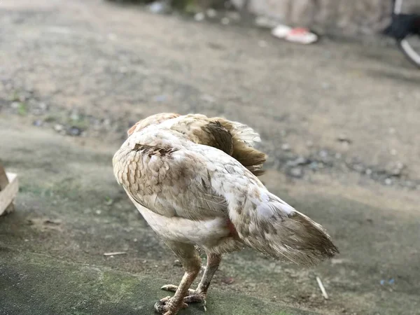 Yaz Manzarası Beyaz Tavuk Bacağı Deformasyonu Kırsal Bir Sokakta Duruyor — Stok fotoğraf