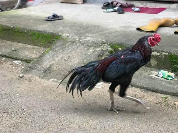 Paesaggio Estivo Gallo Corsa Selettiva Concentrarsi Una Strada Rurale Campagna — Foto Stock