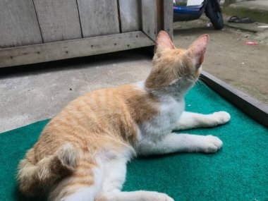 Güzel beyaz ve sarı renkli şirin kedi ilanlar, afişler, reklamlar ve benzeri şeyler için seçici bir odak noktası .