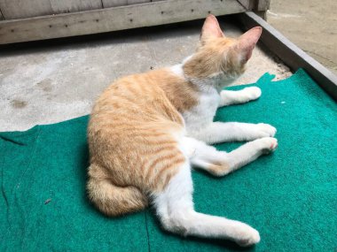 Güzel beyaz ve sarı renkli şirin kedi ilanlar, afişler, reklamlar ve benzeri şeyler için seçici bir odak noktası .