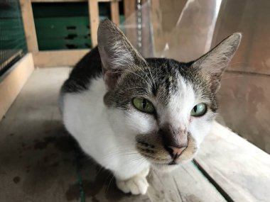 Güzel beyaz ve siyah renkli şirin kedi ilanlar, afişler, reklamlar ve benzeri şeyler için seçici bir odak noktası