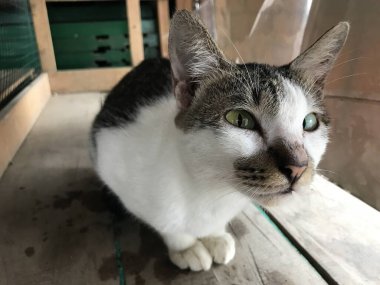 Güzel beyaz ve siyah renkli şirin kedi ilanlar, afişler, reklamlar ve benzeri şeyler için seçici bir odak noktası