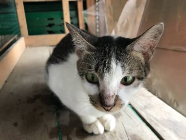 Güzel beyaz ve siyah renkli şirin kedi ilanlar, afişler, reklamlar ve benzeri şeyler için seçici bir odak noktası