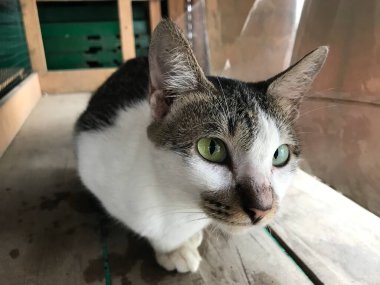 Güzel beyaz ve siyah renkli şirin kedi ilanlar, afişler, reklamlar ve benzeri şeyler için seçici bir odak noktası