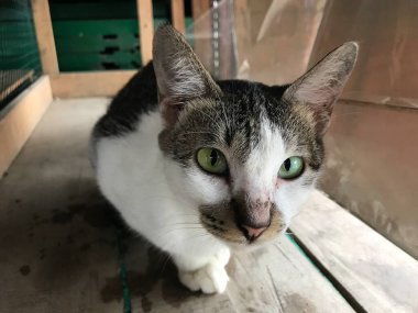 Güzel beyaz ve siyah renkli şirin kedi ilanlar, afişler, reklamlar ve benzeri şeyler için seçici bir odak noktası