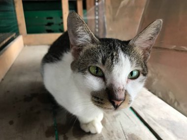 Güzel beyaz ve siyah renkli şirin kedi ilanlar, afişler, reklamlar ve benzeri şeyler için seçici bir odak noktası