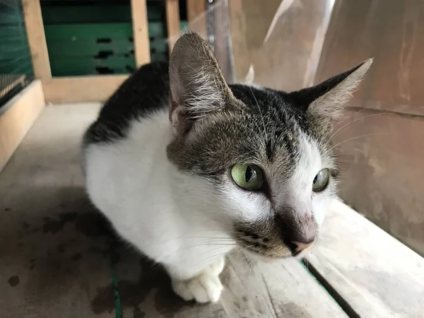 Mooie Witte Zwarte Kleur Schattige Kat Selectieve Focus Voor Flyer — Stockfoto