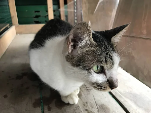 Cor Branca Preta Bonita Foco Seletivo Gato Bonito Para Folheto — Fotografia de Stock