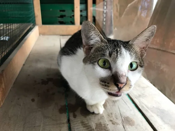 Cor Branca Preta Bonita Foco Seletivo Gato Bonito Para Folheto — Fotografia de Stock