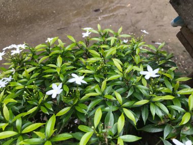 Yaprak yeşili doğası olan güzel çiçek beyazı. arka plan taze doğal