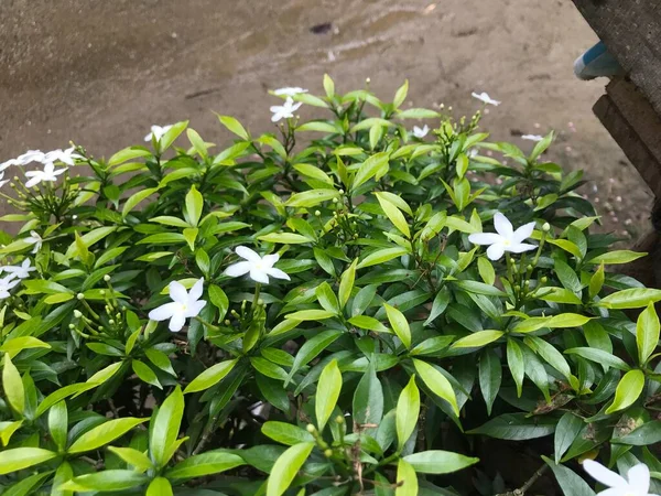 Belle Fleur Blanche Avec Feuille Verte Nature Fond Frais Naturel — Photo