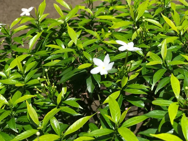 Bela Flor Branca Com Folha Verde Natureza Fundo Fresco Natural — Fotografia de Stock