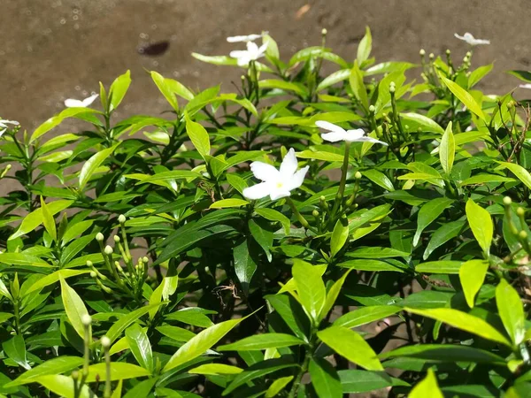 Bela Flor Branca Com Folha Verde Natureza Fundo Fresco Natural — Fotografia de Stock