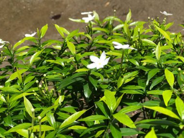 Yaprak yeşili doğası olan güzel çiçek beyazı. arka plan taze doğal