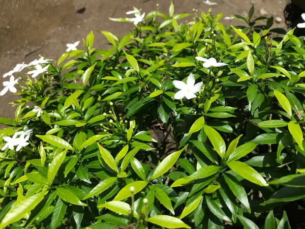 Gyönyörű Virág Fehér Levél Zöld Természet Háttér Friss Természetes — Stock Fotó