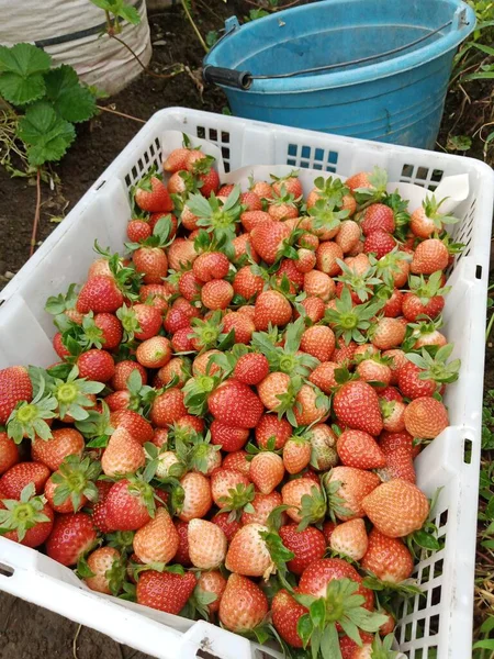 Erdbeerfrüchte Rote Farbe Natur Hintergrund Erdbeeren Mit Blättern Isolieren Erdbeeren — Stockfoto