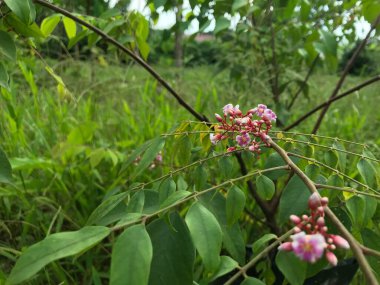 Yaprak yeşili arka planı taze, beyaz ve pembe bir çiçek.