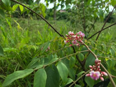 Yaprak yeşili arka planı taze, beyaz ve pembe bir çiçek.
