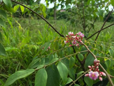 Yaprak yeşili arka planı taze, beyaz ve pembe bir çiçek.