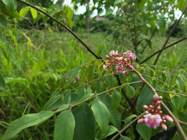 Yaprak yeşili arka planı taze, beyaz ve pembe bir çiçek.