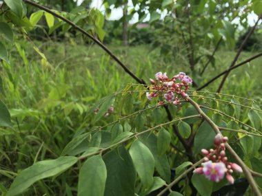 Yaprak yeşili arka planı taze, beyaz ve pembe bir çiçek.