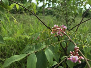Yaprak yeşili arka planı taze, beyaz ve pembe bir çiçek.