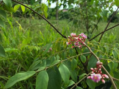 Yaprak yeşili arka planı taze, beyaz ve pembe bir çiçek.
