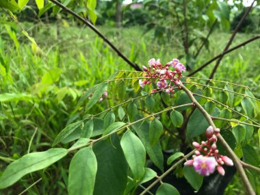 Yaprak yeşili arka planı taze, beyaz ve pembe bir çiçek.