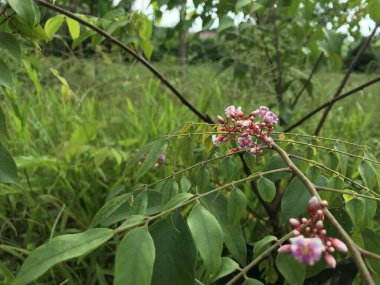 Yaprak yeşili arka planı taze, beyaz ve pembe bir çiçek.