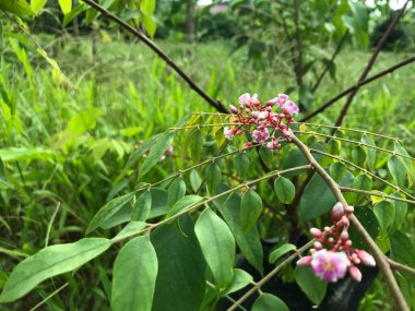 Yaprak yeşili arka planı taze, beyaz ve pembe bir çiçek.