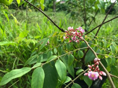 Yaprak yeşili arka planı taze, beyaz ve pembe bir çiçek.