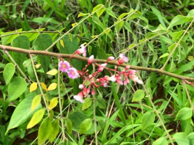 Yaprak yeşili arka planı taze, beyaz ve pembe bir çiçek.