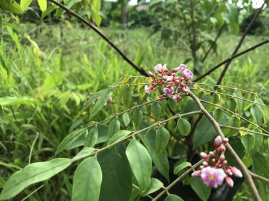 Yaprak yeşili arka planı taze, beyaz ve pembe bir çiçek.