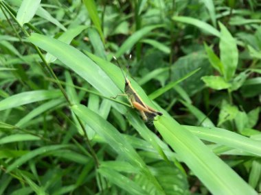 Yaprak yeşili arka planı taze, beyaz ve pembe bir çiçek.